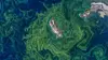 Tett oppblomstring av planteplankton i overflatevannet rundt Svenskøya på Svalbard 6. juli 2021.