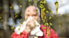 Nå kommer det vaksine i pilleform mot bjørkepollen.