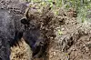 En europeisk bison gnir hodet sitt mot sanden i et fjellområde i Romania. Bisonen var tidligere utryddet i Europa, men er nå kommet tilbake. Foto: BOGDAN CRISTEL/NTB Scanpix