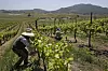 Gårdsarbeidere i virksomhet på en vingård i Petaluma i Nord-California der det tidligere ikke ble dyrket vindruer. Klimaendringene gjør at drueproduksjon flyttes nordover.