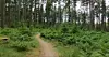Et lite glimt av VR-mountainbikeruten i Silkeborg. Foto: Esa