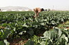 En bonde på en åker i nærheten av Jerash i Jordan tidligere denne måneden. Jordan og flere andre land i Midtøsten har vært rammet av tørke i vinter. FN frykter at matprisene på verdensmarkedene kan øke som følge av tørken.