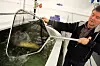 Studentene konkurrerer om å fostre opp fisk raskest på laboratoriet. Foto: Arne Fenstad