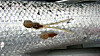 Lakselus, eller Lepeophtheirus salmonis, er en naturlig parasitt på laksefisk i saltvann på den nordlige halvkule. Lusene spiser hud, slim og blod på fisken, og kan lage store sår hvis det mange av dem på en fisk. For oppdrettsnæringen utgjør lus et stort og økende problem.