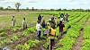 Norske BioFuel mener å ha bidratt til mer matproduksjon i Ghana med sin jatropha-produksjon.