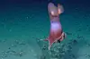 Dumbo-blekkspruten har fått navnet sitt etter Disney-figuren Dumbo, elefanten med de store ørene. Blekksprutens «ører» er finner som den bruker til å svømme med. Foto: ROV-teamet/Go North