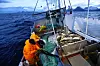 Skipper Trond Dalgård (51) og Jan Gunnar Johansen fisker etter skrei på havet ved Gryllefjord på utsiden av Senja. Statistikken viser at det er risikofylt å være yrkesfisker. Foto: Cornelius Poppe / NTB scanpix