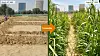 Desert Controls LNC-teknologi (Liquid Natural Clay) ble demonstrert i Al Ain utenfor Abu Dhabi.