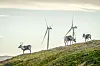Vindkraftutbyggingen på Fosen har ført til langvarig konflikt med reindriftsnæringa i området. Nå har regjeringen bevilget 100 millioner kroner for å flytte vinterbeitet til reinen til Nord-Østerdalen.