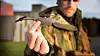 Britene var først da de tok med seg Black Hornet til krigen i Afghanistan for i overkant av tre år siden.PD-100 Black Hornet 2 er er knøttliten drone.
