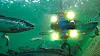 Cyberfish: Med to kameraer og fire LED-lys er det mulig å se det meste av det som skjer i en laksemerd med full skarphet. Riggen drives framover av en vannjet. Snart skal det installeres ytterligere to kameraer på riggen.