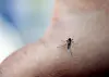 Personer med nedsatt immunforsvar kan bli alvorlig syke dersom de blir stukket av myggen. For ordens skyld: Myggen på bildet er ikke av typen Culex modestus.