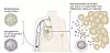 NANOMATERIALER: Kan brukes som bærere av legemiddel med tidsbestemt utslipp av innholdet.