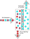 Prinsippet for membranseparasjonsteknologien på Tjeldbergodden. Syntesegassen består av CO2 og Hydrogen. Palladium ligger tynt utenpå perforerte rør. Kun hydrogenmolekyler slipper igjennom og fanges opp inne i rørene og føres videre. CO2 håndteres separat og kan lagres eller håndteres på annen måte. Foto: Kjersti Magnussen/TU