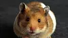 En hamster ble nylig sendt 23 kilometer opp i verdensrommet og var «ved godt mot» da den kom tilbake, ifølge selskapet som sendte den opp.