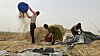 Store naturressurser og rikdom har ofte ikke kommet den afrikanske befolkningen til gode. Her jobber bønder i Nigeria med risavlingen. Nigeria har store mineralforekomster som representerer et stort økonomisk potensial for fremtiden. Men sikkerhetssituasjonen, korrupsjon og usikkerhet rundt lovverk har vært et stort problem i landet