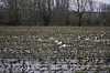 EU sliter med store forurensingsproblemer, og 20 prosent av alt land og vann i EU må restaureres innen 2030 dersom den nye naturrestaureringsloven går gjennom.