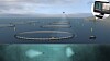 Oppdrettsanlegg fjernstyrt fra land. Ubemannet overflatefartøy (USV) er plattform for drone og ROV (fjernstyrt undervannsfarkost).