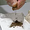 Krystallisert alunsalt skulle gi treverk fra vikingtiden ekstra styrke. I starten virket det, men over tid svekkes trevirket mer og mer. I dag er det nok med et lett trykk for å få det tilsynelatende solide treet til å pulverisere. Foto: Joachim Seehusen