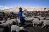 En gjeter leder sauene sine gjennom Tusaquillas i Argentina. Foto: AP/NTB