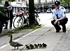 Hvorfor følger de det sånn? Det er det opptil flere forskergrupper innen fysikk som er opptatt av. Foto: Mogens Flindt/NTB
