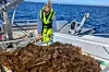 Anna Sauermilch Sørensen fra Sintef høster taren som ble satt ut for å fange CO2.