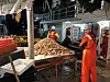 Prøvefisket etter haneskjell med Havforskningsinstituttet. Foto: Privat