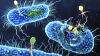 Bakteriene har den sinnrike muligheten at de kan dele genetisk informasjon for å beskytte seg mot antibiotika og andre «farer». Det gjør det vanskeligere å ta knekken på resistente bakterier.