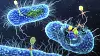 Bakteriene har den sinnrike muligheten at de kan dele genetisk informasjon for å beskytte seg mot antibiotika og andre «farer». Det gjør det vanskeligere å ta knekken på resistente bakterier.