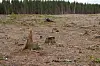 Flatehogst har påvirket nordlige skogøkosystemer betydelig og forvandlet dem til homogene landskap med isolerte flekker av gammel skog, viser en ny studie.