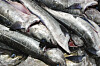 Nærbilde av flere sølvblanke sei som ligger stablet sammen i en fiskedisk.