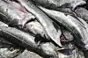 Nærbilde av flere sølvblanke sei som ligger stablet sammen i en fiskedisk.