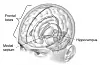 Hippocampus er svært sentral for hukommelsen vår. (FOTO: Wikimedia Commons)