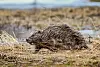 Europeisk bever er en annen art enn den nordamerikanske. Her en norsk en, faktisk, ved Theisendammen i Bymarka ved Trondheim. Foto: Bouke ten Cate/Wikimedia Commons/CC-BY-4.0