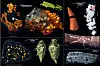 Dette er digitale gjenskapninger av enkelte bromalitter som forskerne har studert, dyrene som produserte dem og rester av det de har spist. Illustrasjon: Qvarnström et al., Nature 2024