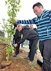 Trærne ble plantet i traseen for ny E6 er avskogingen allerede har funnet sted.