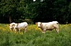 Vestfold Bondelag har fått 724.000 kroner fra staten for å utrede biogass fra landbruket.