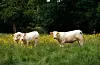 Vestfold Bondelag har fått 724.000 kroner fra staten for å utrede biogass fra landbruket.