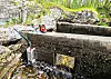 Overvåkningskameraet kan skille naturlige arter fra svartelistede arter. Bildet er fra et kamera i elva Neiden. Foto: Magnus Myklebost