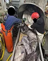 Bildet fra Ocean Azul, Pesquera Azuls fartøy, viser hvordan tannfisken fra tønnelinene hentes om bord i båten. Bildet fulgte med pressemeldingen. Det er ikke TU som har anonymisert fiskerne. Foto: Pesquera Azul