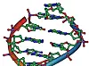 DNA:Genene sitter i basepar mellom dobbeltspiralen som er selve DMA-molekylet. Det er 3,2 milliarder basepar i det menneskelige DNA-molekylet. Bredde: 2 nanometer. En omdreining=10 basepar=3,4 Nanometer