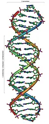 DNA:Genene sitter i basepar mellom dobbeltspiralen som er selve DMA-molekylet. Det er 3,2 milliarder basepar i det menneskelige DNA-molekylet. Ill.: Michael Ströck.