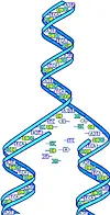 CELLEDELING: Når en celle deler seg, må hver av de nye cellene ha en full kopi av DNA. Det skjer ved at spiralen deles opp og så danner hver halvdel en komplett dobbeltspiral ved at basene kobler seg til sine naturlige motparter.Ill.: Wikipedia